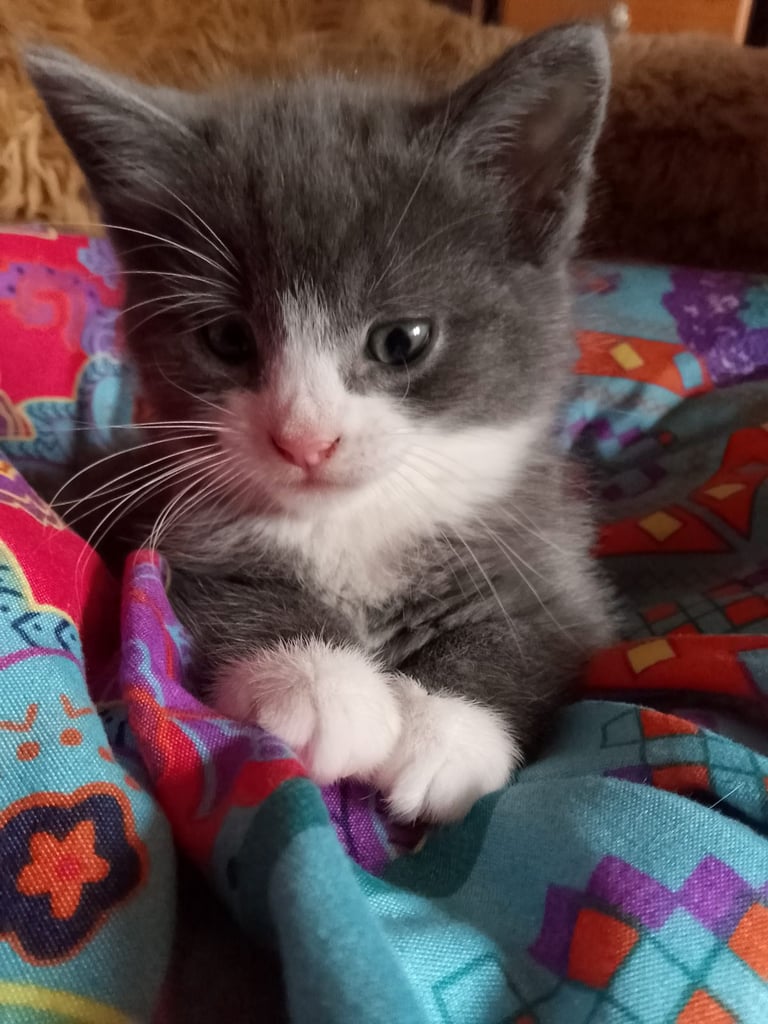 Adorable grey & white kitten - boy