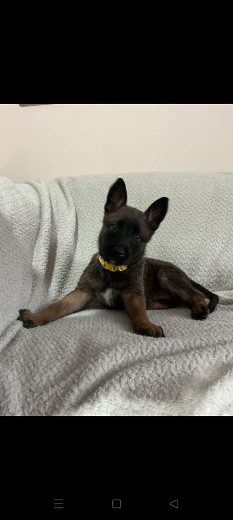 6 adorable Belgian malinois puppy's for sale 