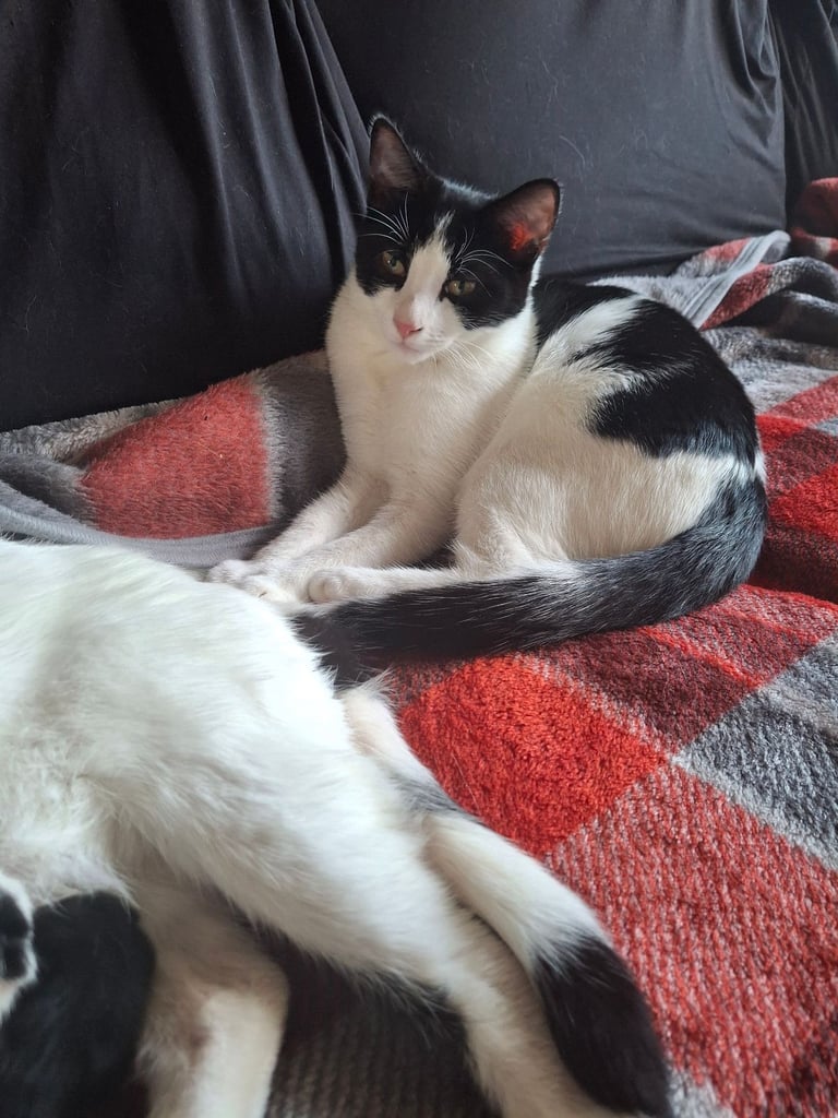 Winter & Betty – Two Loving Siblings Looking for Homes 💕