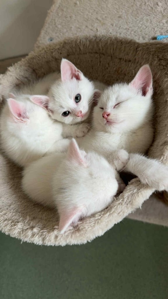 Stunning kittens 