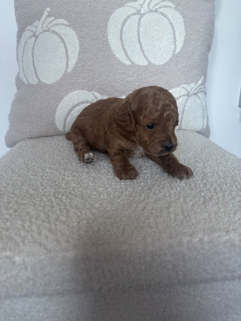 Beautiful f1b cockapoo puppies 