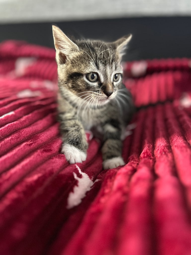 5 kittens (three left )