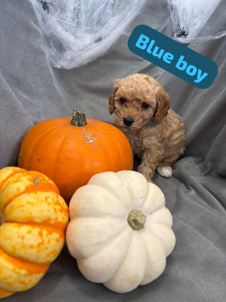 CAVAPOOCHON PUPPIES!!