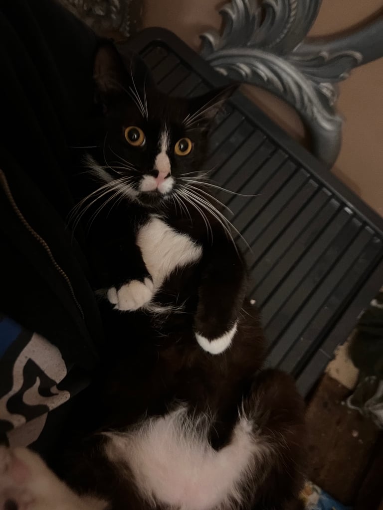 2 x Young Cats for Sale