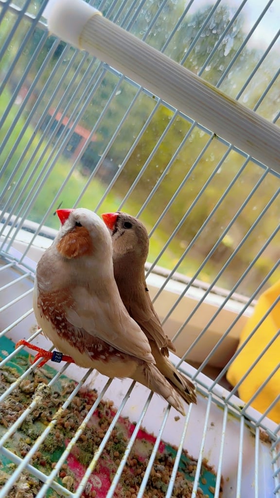 4 PAIRS OF BIG EXHIBITION SIZED CLOSE RUNG (ZFS) ZEBRA FINCHES