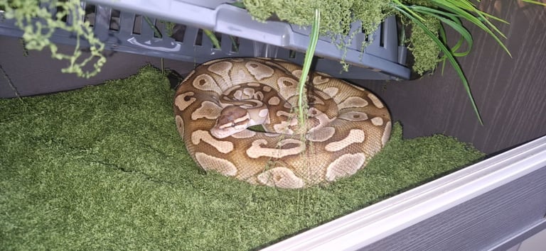 Female Royal Python