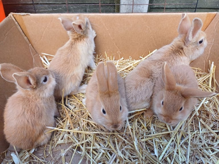 5 Sweet Baby Mini Lop X Rabbits