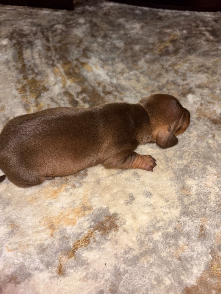 Miniature brown dachshund boy  
