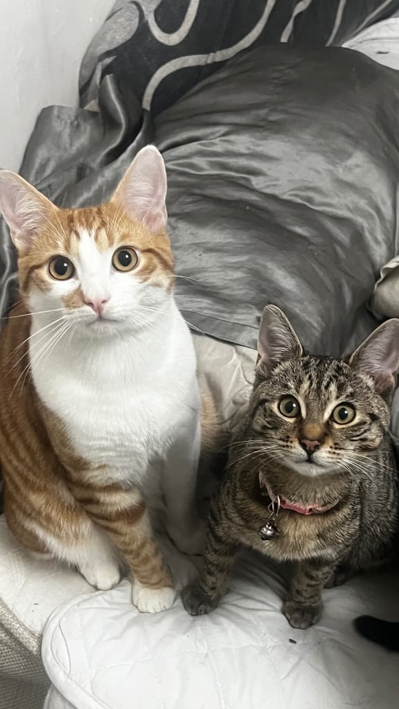 Parent Cat and Kittens for sale