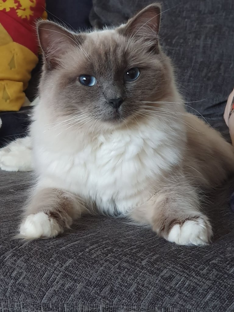 Pedigree ragdoll girls needs new home