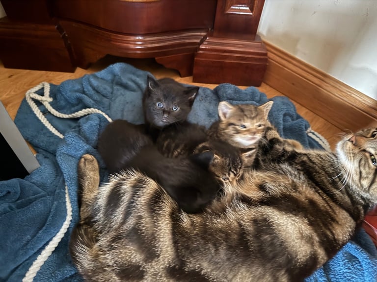 Kittens 