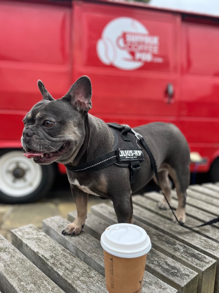 Female French Bulldog For Sale 
