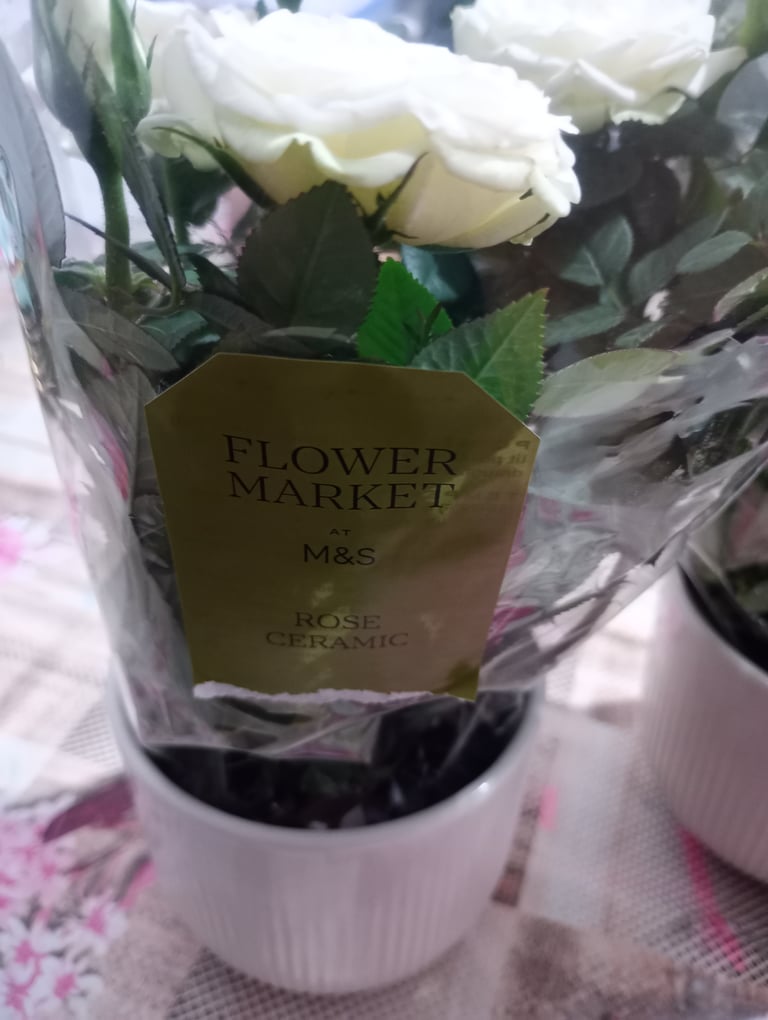 M and S white rose plant in ceramic pot 