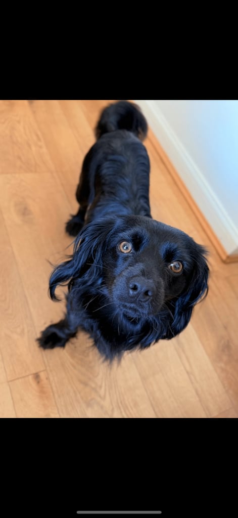 Mixed breed spaniel 