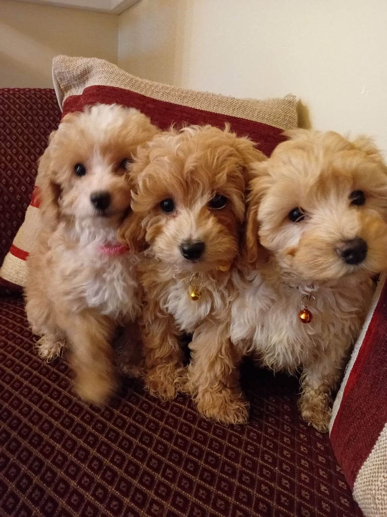 image for TOY POOCHON Puppies