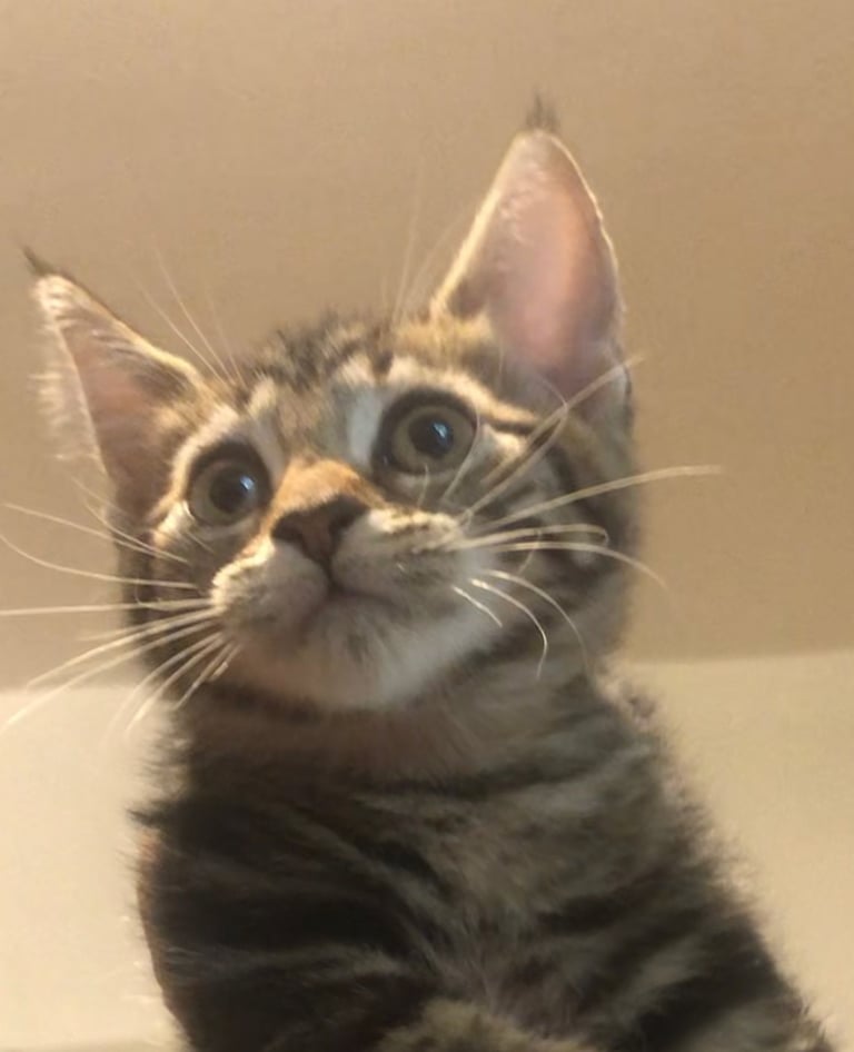 image for Maine coon kittens 