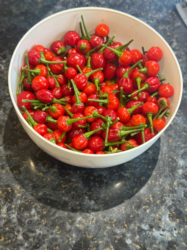 🔥 Fresh Hot Wiri Wiri Guyanese Chilli – Home Grown in the UK! 🔥