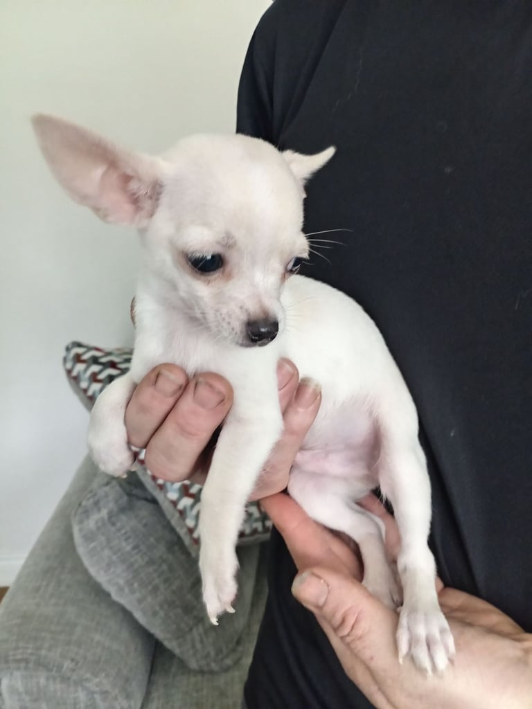 White cream chihuahua 