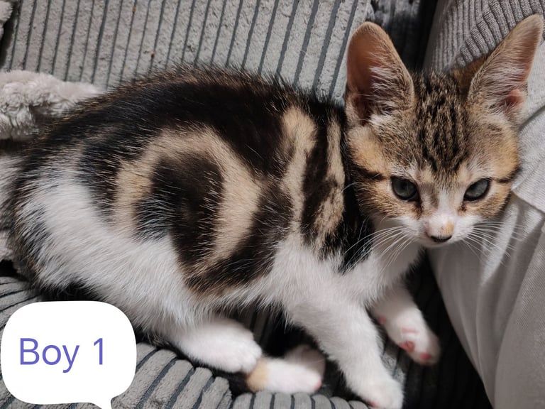 5 beautiful Kittens looking for their forever home 