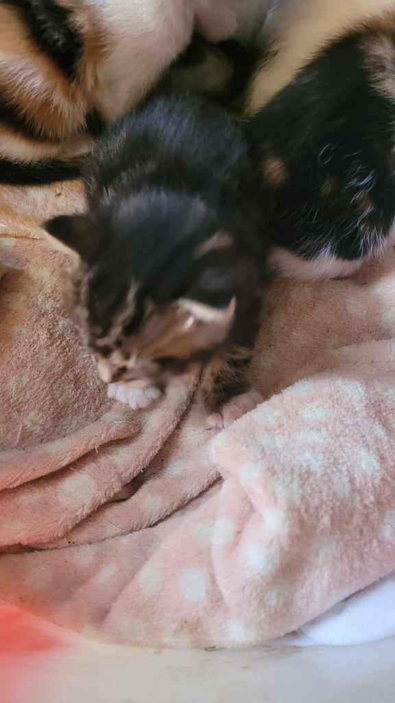 Beautiful kittens looking for their forever families 