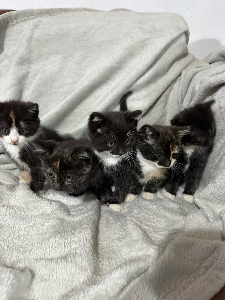 Kittens 