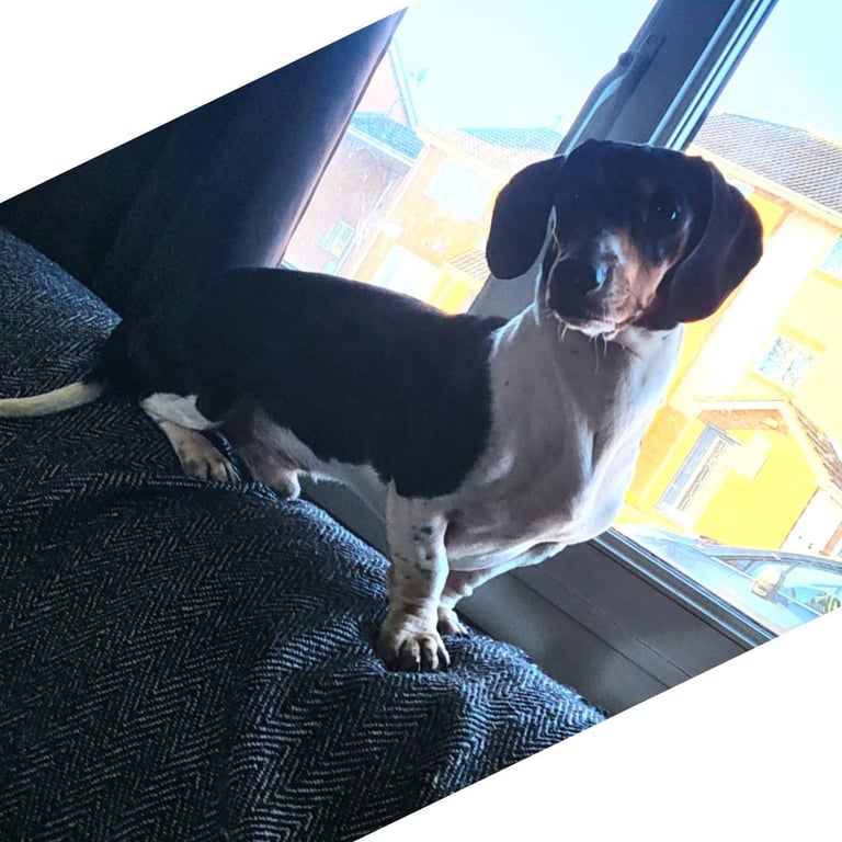 Beautiful miniature dachshunds, deposits being taken now