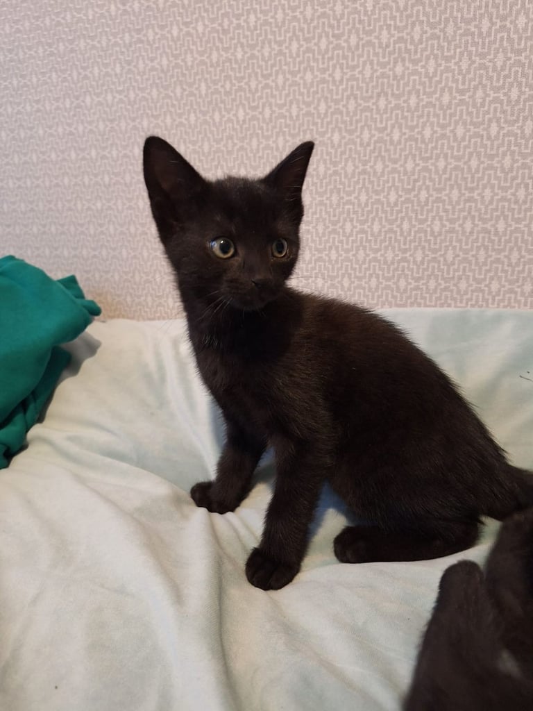 Lovely kittens for sale 