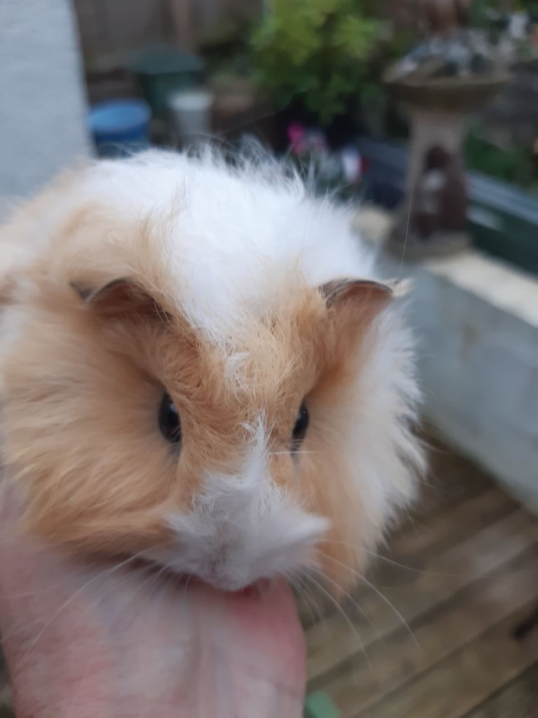 Baby guineapigs 