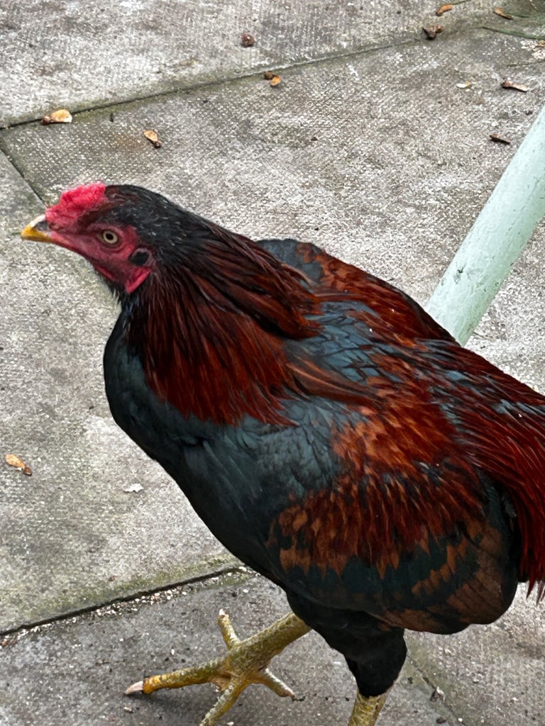 Pakistani Aseel/Shamoo 