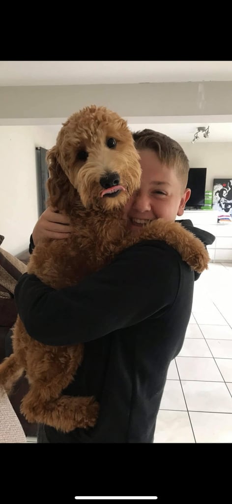 Labradoodle puppies 2 boys 3 girls 