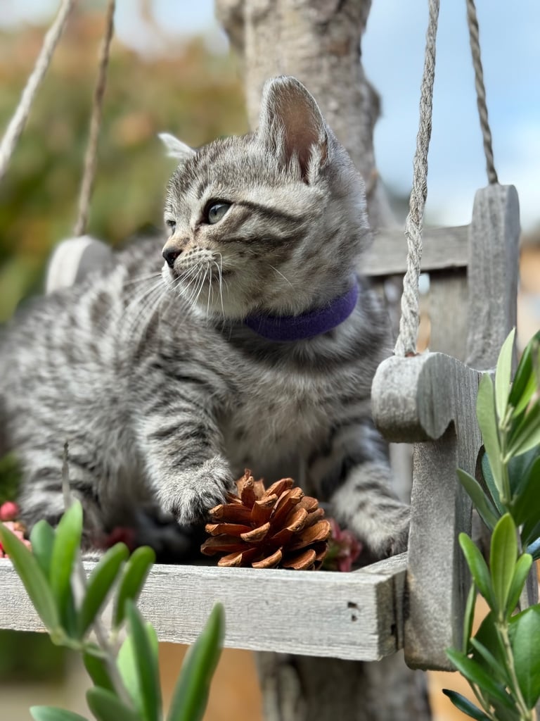 Beautiful Bengal Kittens 