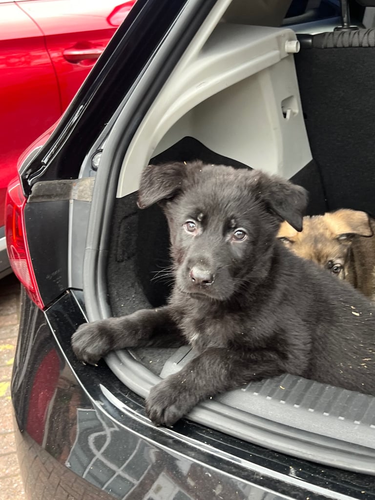 TOP CZECH LINE GERMAN SHEPHERD PUPPIES AVAILABLE!!