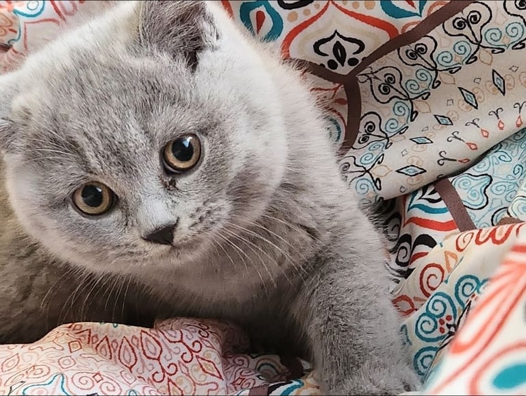 British short hair kittens grey