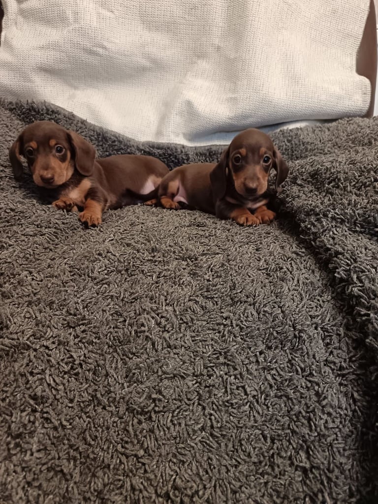 Dachshund puppy's miniature 