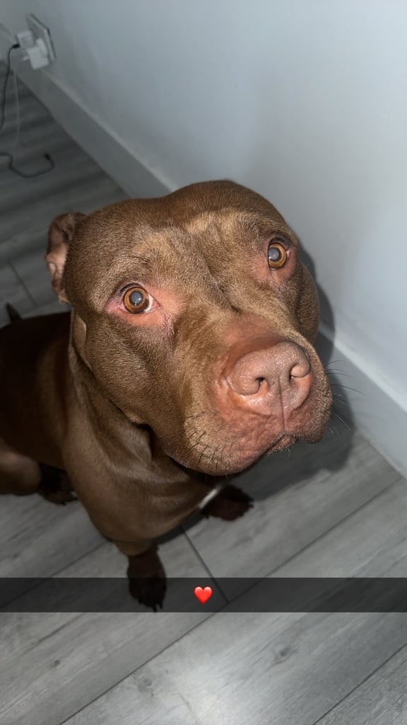 Friendly chocolate tri American bully!