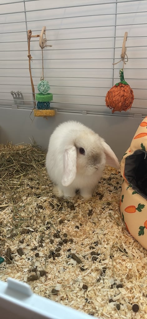 2 bunnies for sale