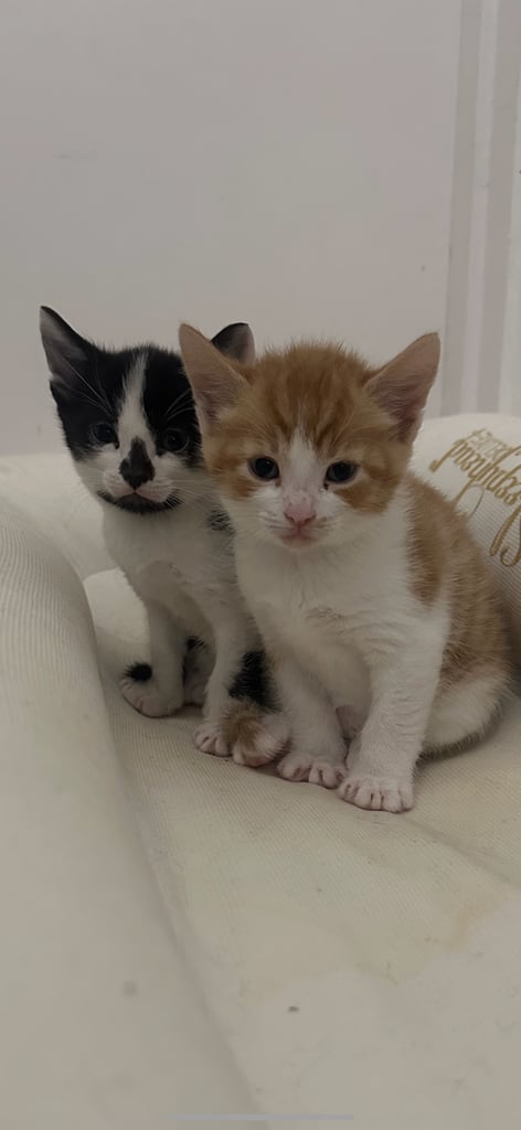 image for Kittens for sale 