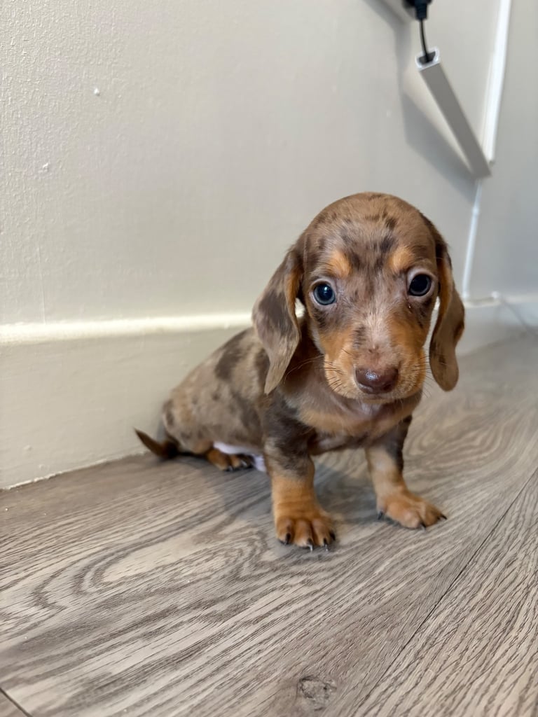 image for Miniature dachshunds