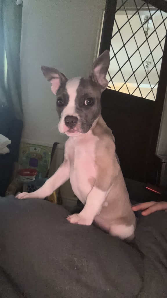 Staffie x frenchie for sale