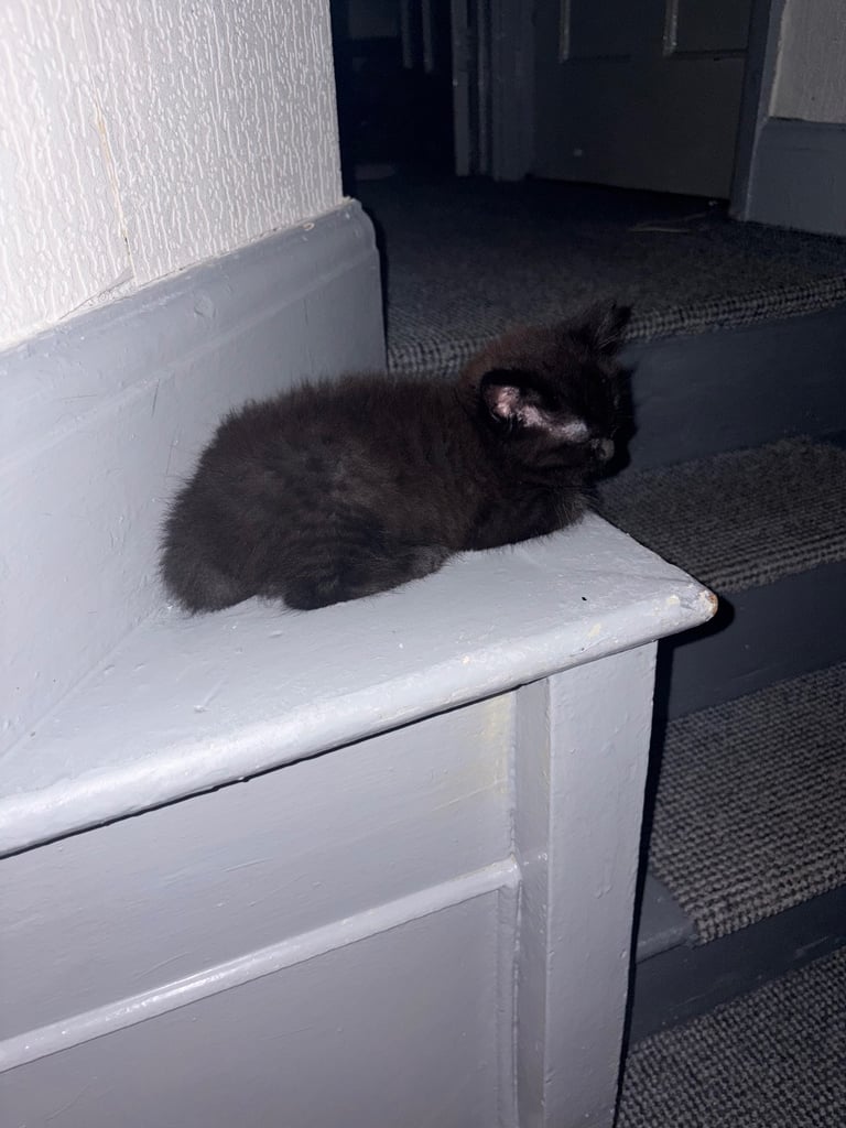 image for Half ragdoll kitten 