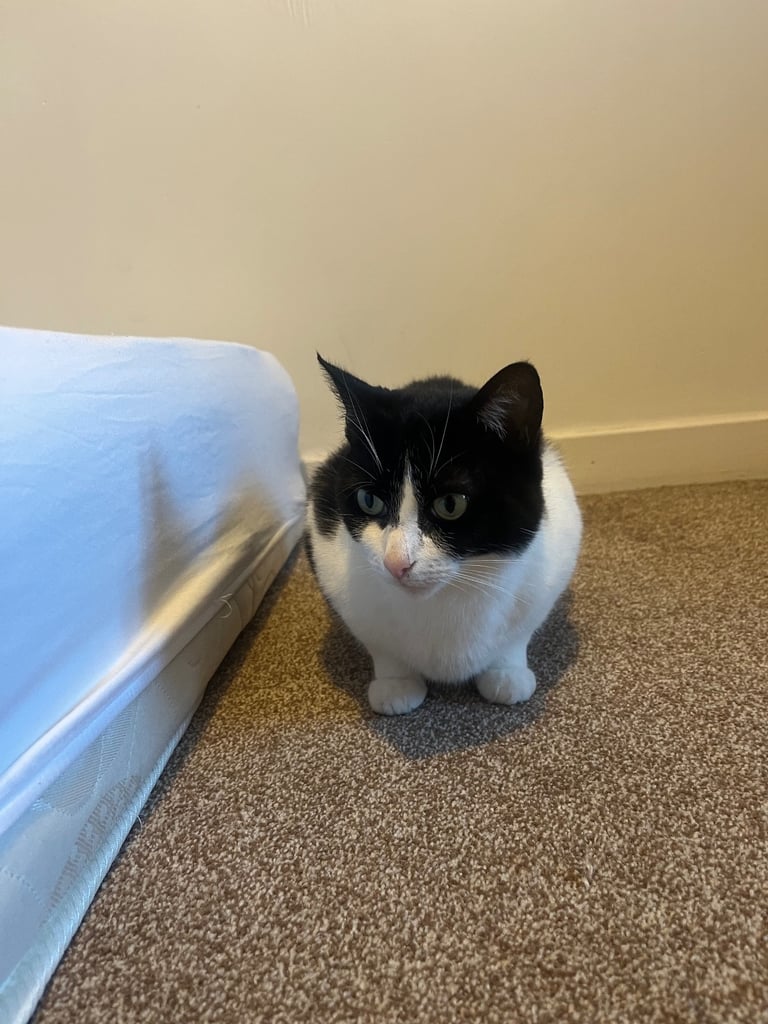 2 black and white cats 