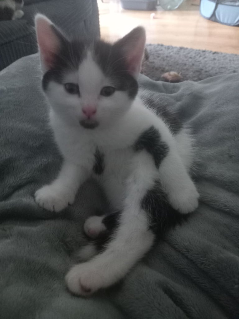 Kittens for sale