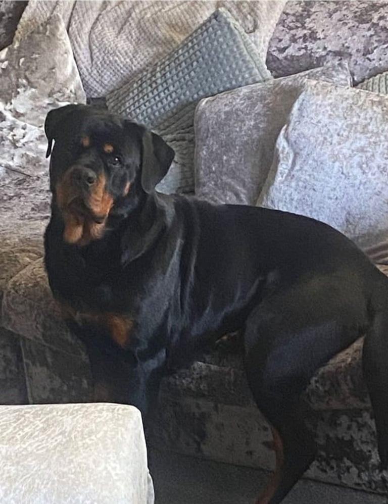 Beautiful rottweiler 