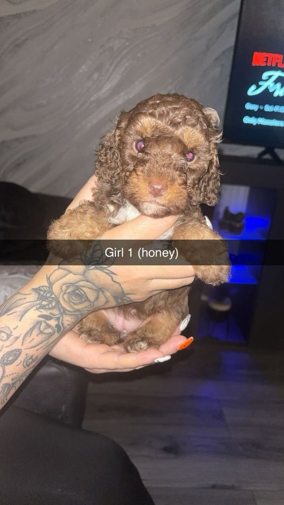 Cockapoo puppies for sale 