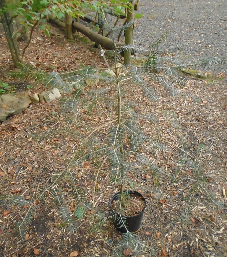 FABERS FIR , ABIES FABRI UNUSUAL CONIFER TREE