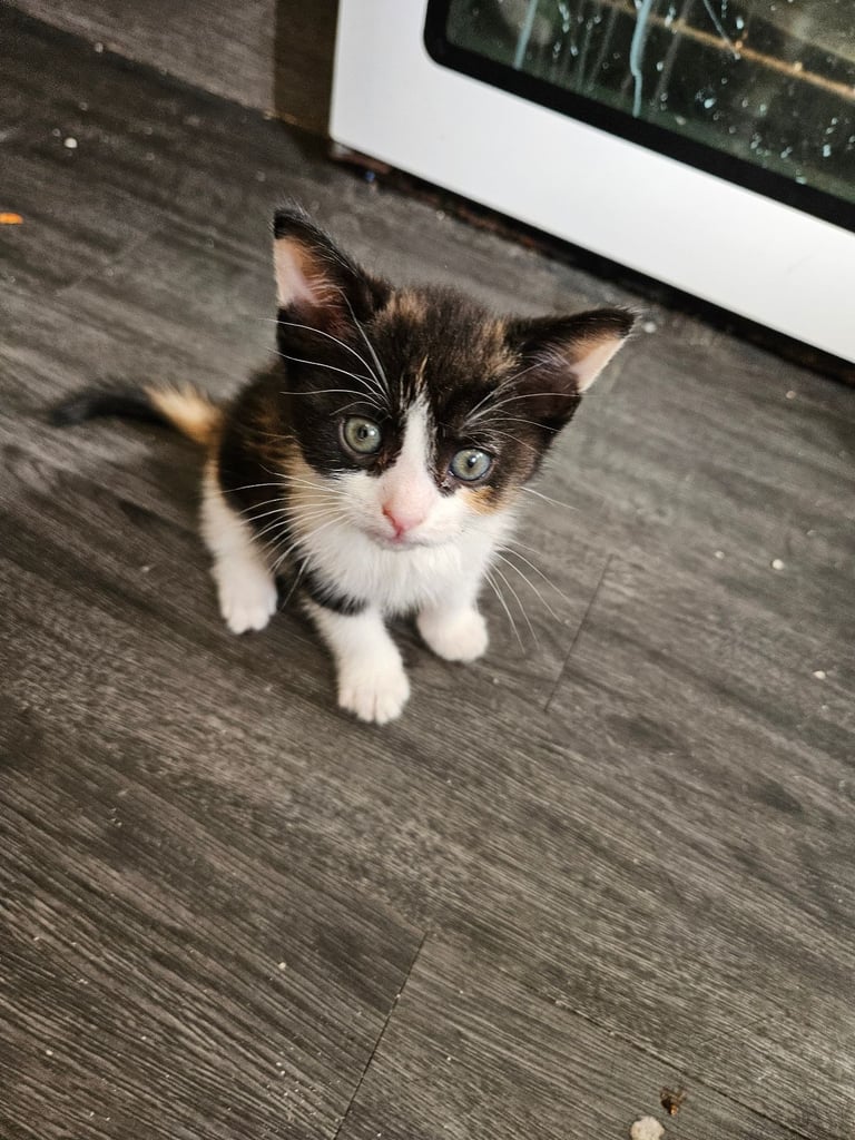 3 female kittens left 💕 