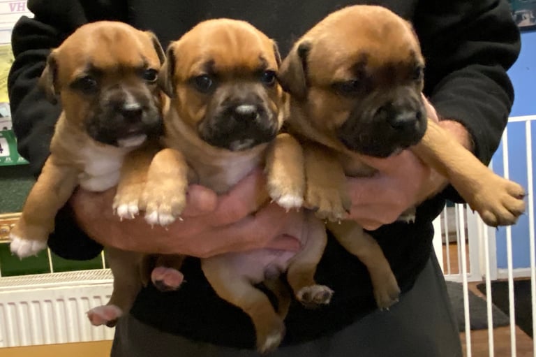 A Stunning Litter Of Reds