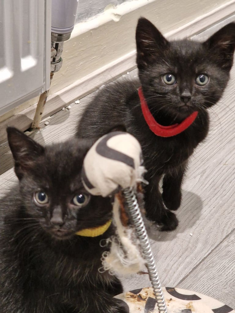 7  beautiful female kittens ready for forever home now 