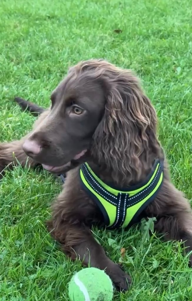 image for Cocker Spaniel Puppy 6 months Boy