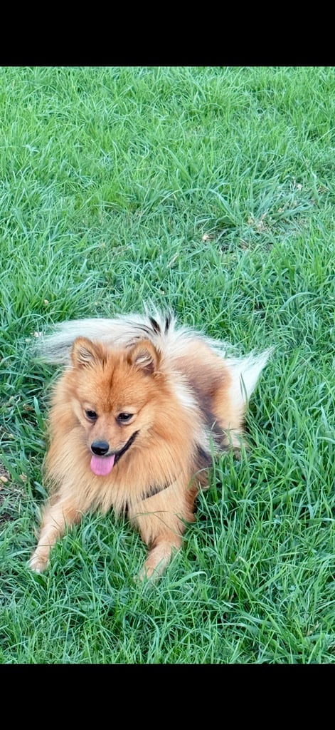 Puppy for sale 1 years old 